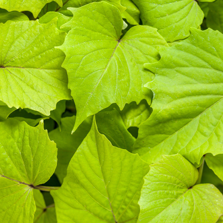 Sweet Caroline Bewitched Green With Envy™ Sweet Potato Vine (Ipomoea batatas)