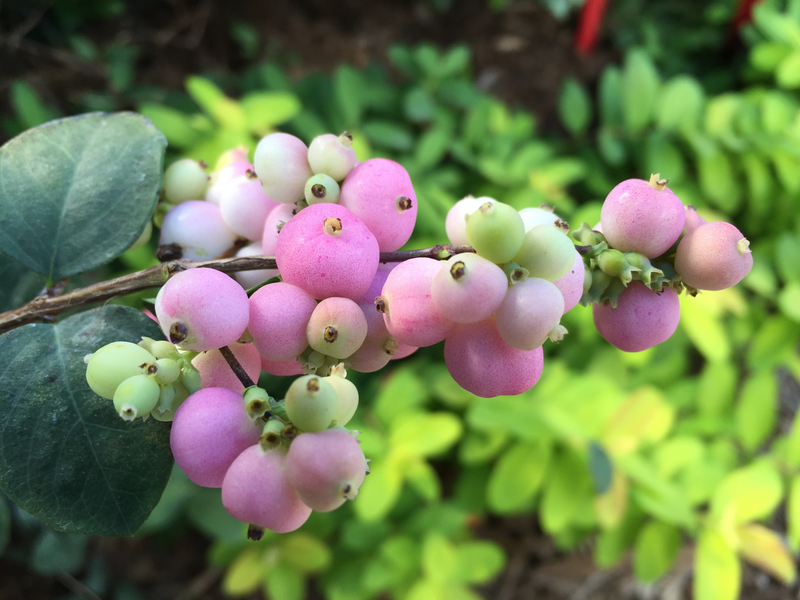 Proud Berry® (Coralberry)