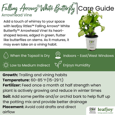 leafjoy littles™ Falling Arrows® White Butterfly™ Arrowhead Vine (Syngonium podophyllum) - New Proven Winners® Product 2024