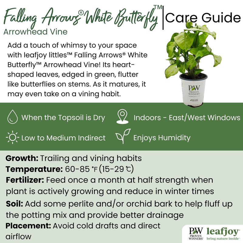leafjoy littles™ Falling Arrows® White Butterfly™ Arrowhead Vine (Syngonium podophyllum) - New Proven Winners® Product 2024