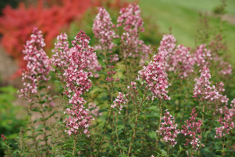 Bloomerang® Ballet™ Reblooming Lilac (Syringa) - New Proven Winners® Variety 2025