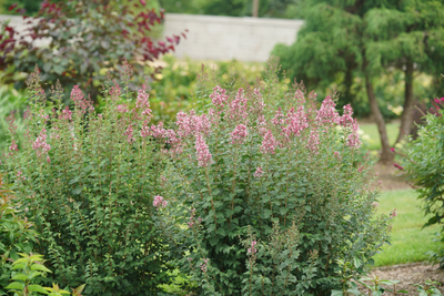 Bloomerang® Ballet™ Reblooming Lilac (Syringa) - New Proven Winners® Variety 2025