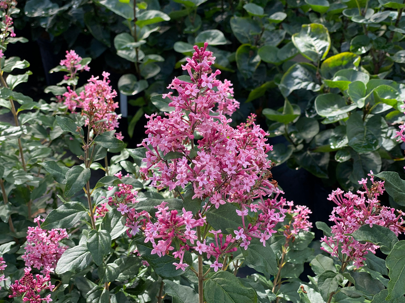 Bloomerang® Ballet™ Reblooming Lilac (Syringa) - New Proven Winners® Variety 2025