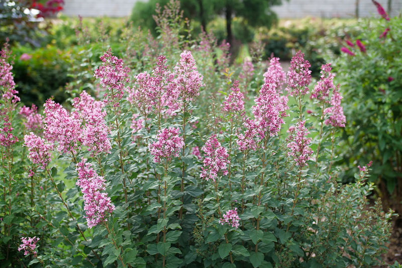 Bloomerang® Ballet™ Reblooming Lilac (Syringa) - New Proven Winners® Variety 2025