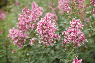 Bloomerang® Ballet™ Reblooming Lilac (Syringa) - New Proven Winners® Variety 2025