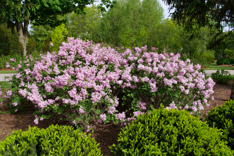 Bloomerang® Purpink™ Reblooming Lilac (Syringa hybrid) - New Proven Winners® Variety 2024