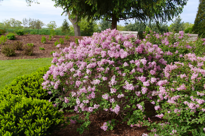 Bloomerang® Purpink™ Reblooming Lilac (Syringa hybrid) - New Proven Winners® Variety 2024