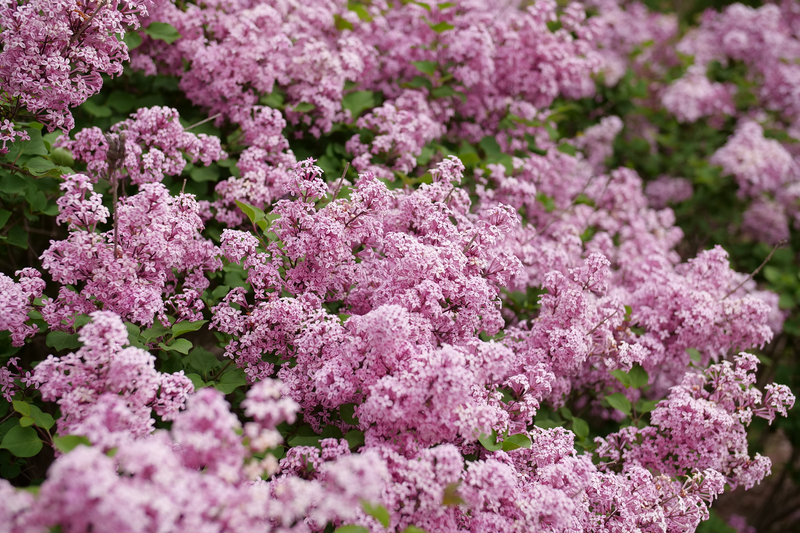 Bloomerang® Purpink™ Reblooming Lilac (Syringa hybrid) - New Proven Winners® Variety 2024