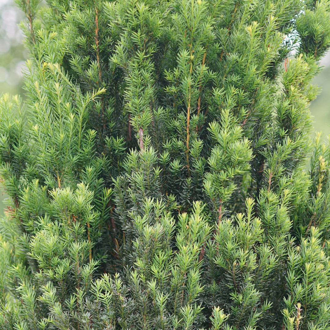 Stonehenge® Yew (Taxus x media)
