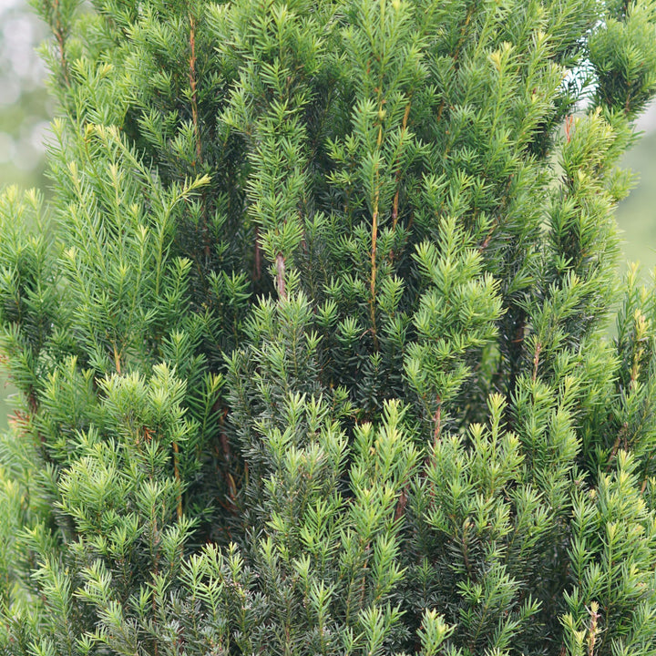 Stonehenge® Yew (Taxus x media)