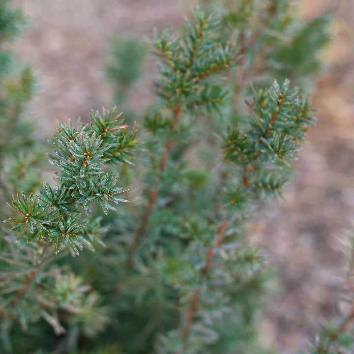 Stonehenge® Yew (Taxus x media)