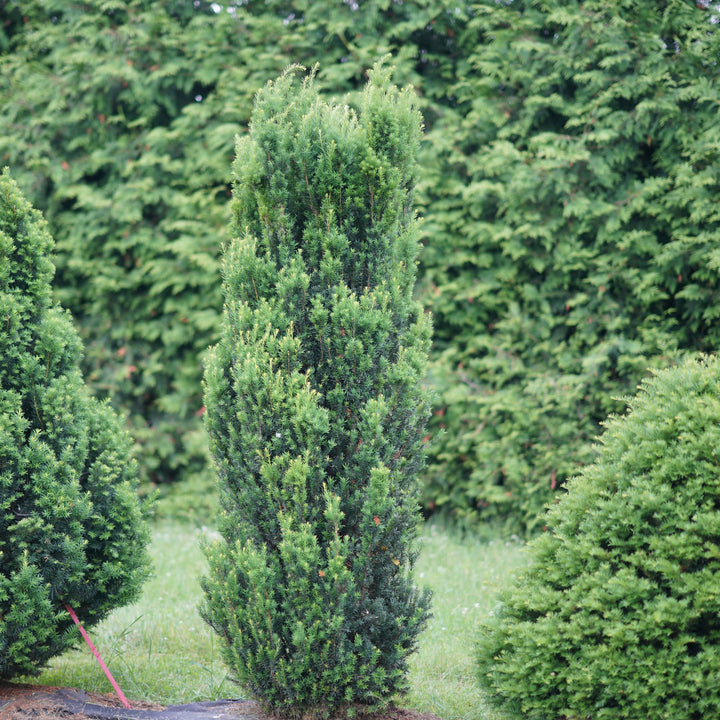 Stonehenge® Yew (Taxus x media)