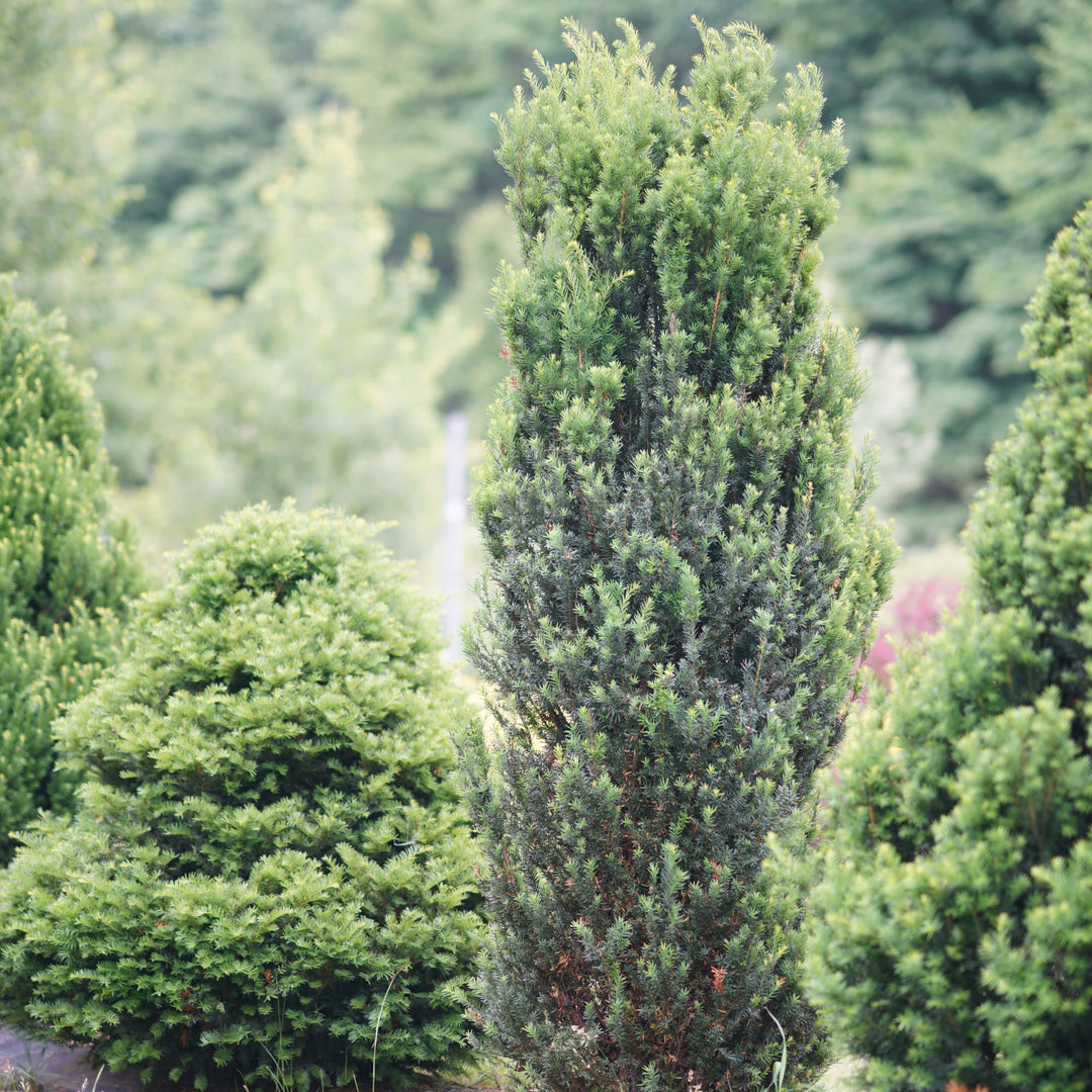 Stonehenge® Yew (Taxus x media)
