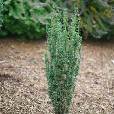 Stonehenge Skinny Yew in focus.