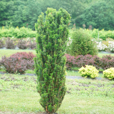 Stonehenge Skinny Yew in use.