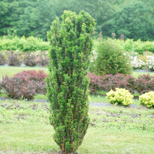 Stonehenge Skinny® Yew (Taxus x media)