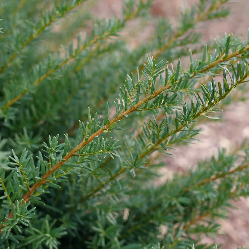 Stonehenge Dark Druid® Yew (Taxus x media)