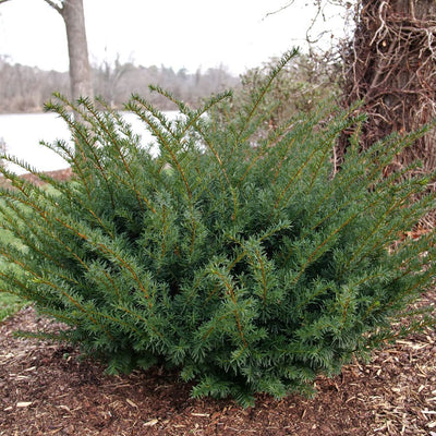 Stonehenge Dark Druid® Yew (Taxus x media)