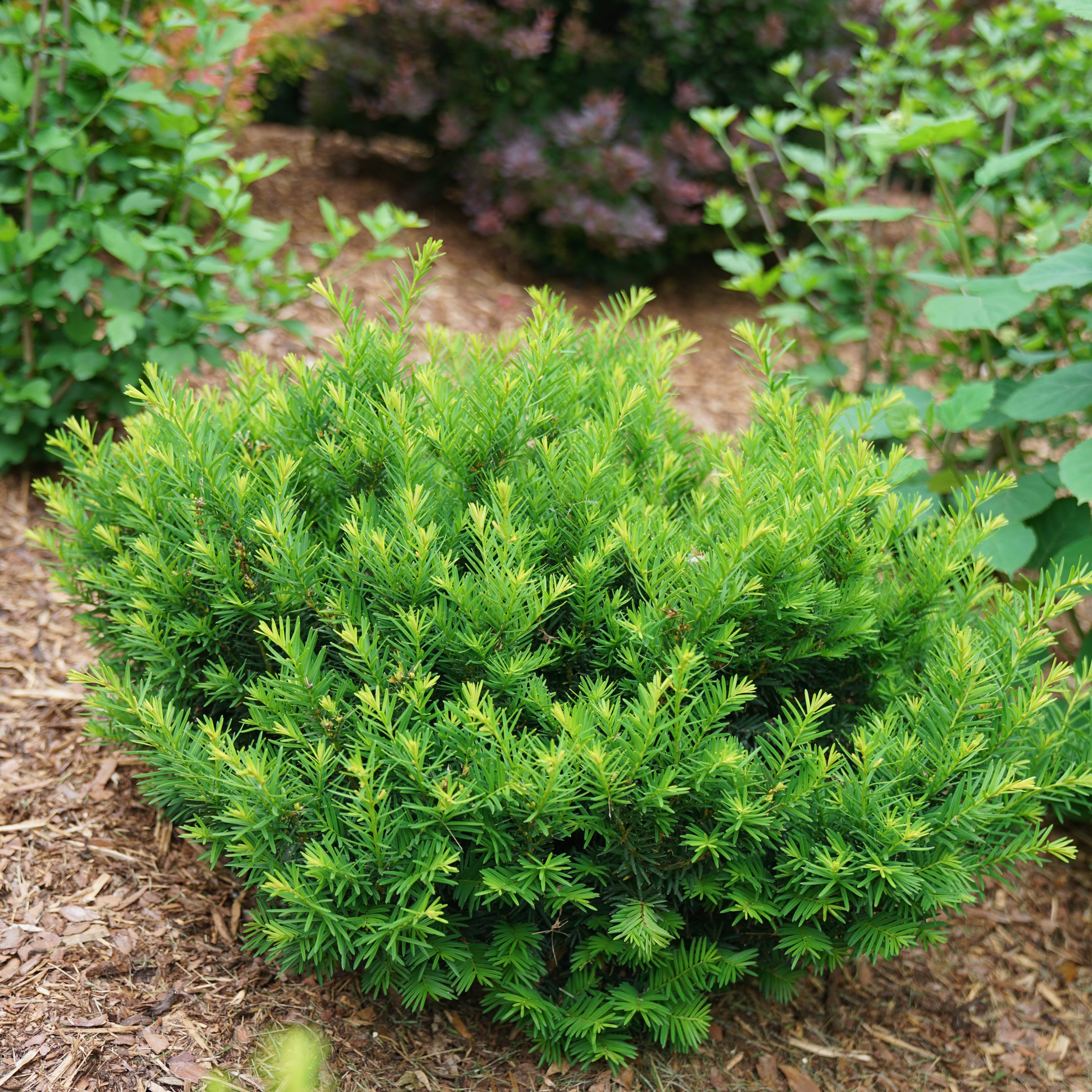 ジョシュアツリー30ml、ウーマンワース、シルバー、プラーク Yew | Stonehenge Dark Druid® | Proven Winners® Shrubs – Proven