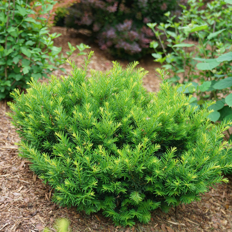 Stonehenge Dark Druid Yew in use.