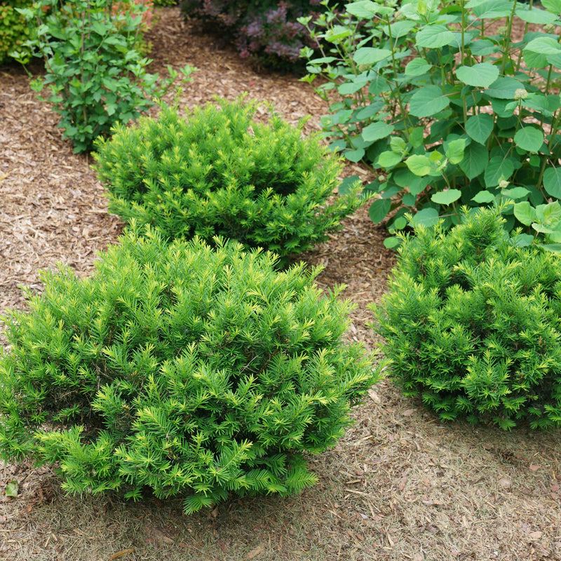 Stonehenge Dark Druid Yew in use.