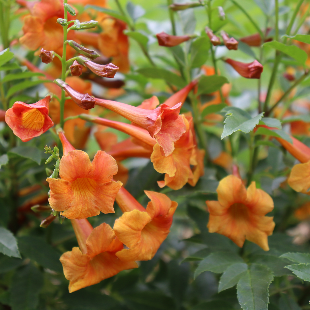 Esperanza | Chicklet® Orange | Proven Winners® Shrubs – Proven