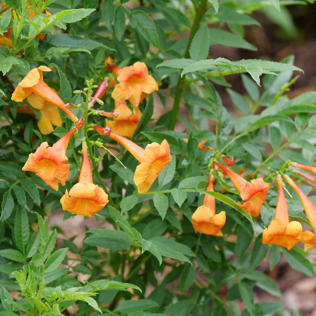 Esperanza | Chicklet® Orange | Proven Winners® Shrubs – Proven
