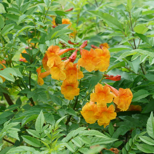 Chicklet Orange Esperanza up close.