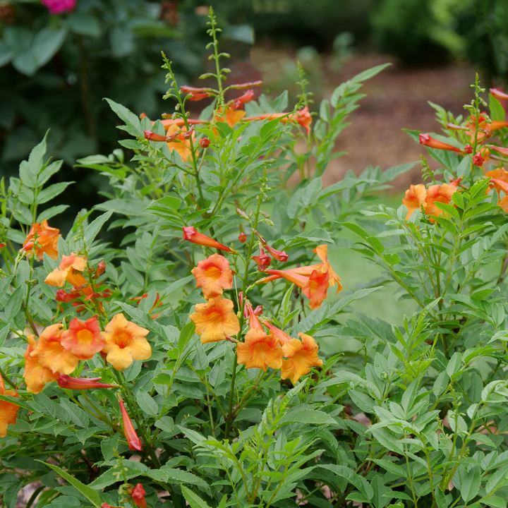 esperanza plant fertilizer Proven Winners TECPRC1007800 Chicklet Esperanza Live Plant, 4.5 in. Quart, Orange Flowers