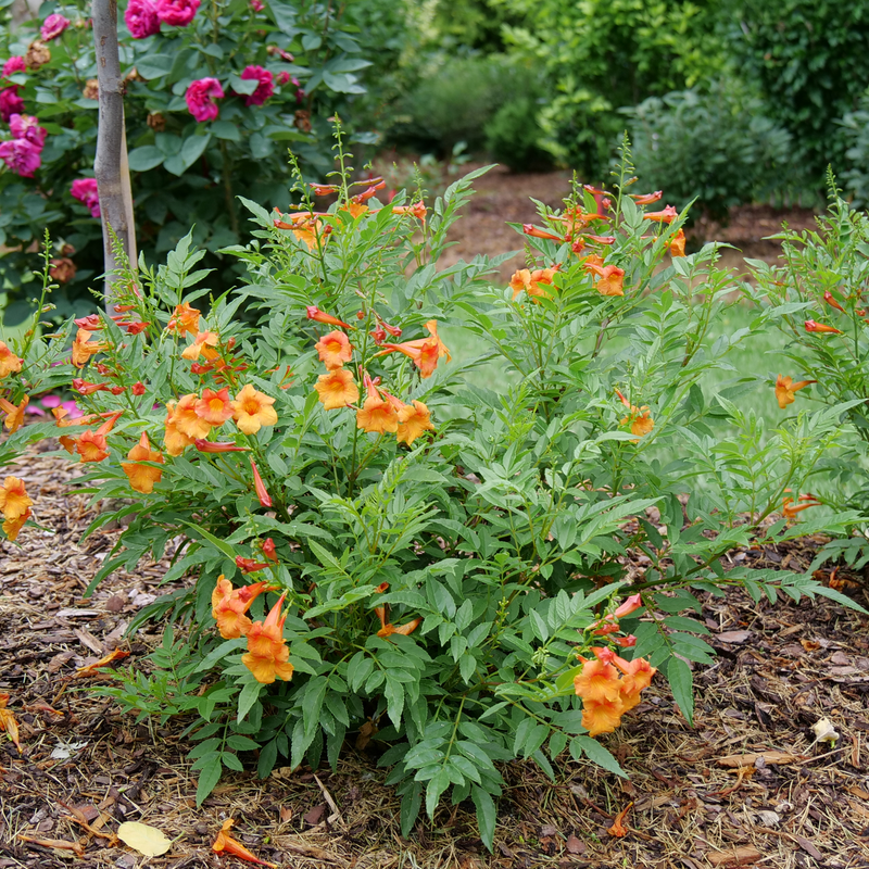 Chicklet Orange Chicklet Orange Esperanza in use.