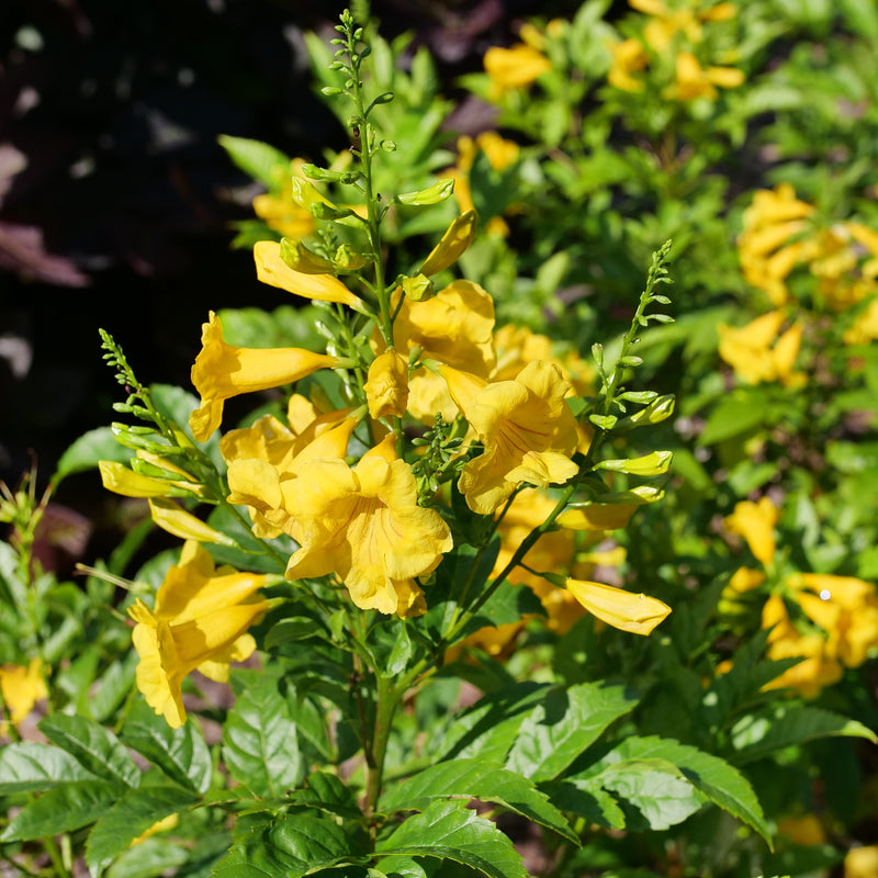 Chicklet Gold Esperanza up close.