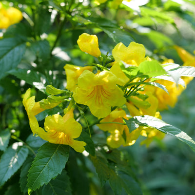 Chicklet Gold Esperanza up close.