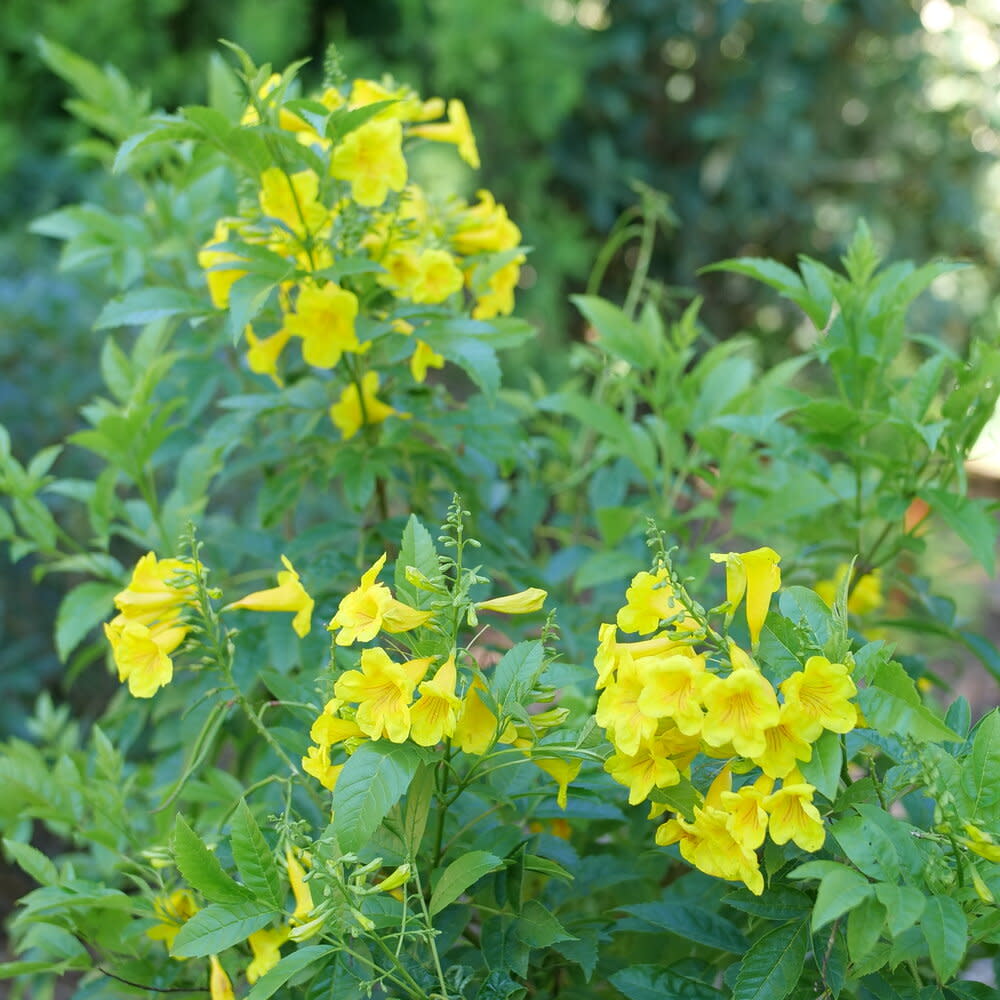 Esperanza | Chicklet® Gold | Proven Winners® Shrubs – Proven