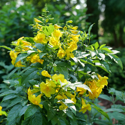 Chicklet Gold Esperanza up close.