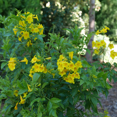 Chicklet Gold Esperanza in focus.