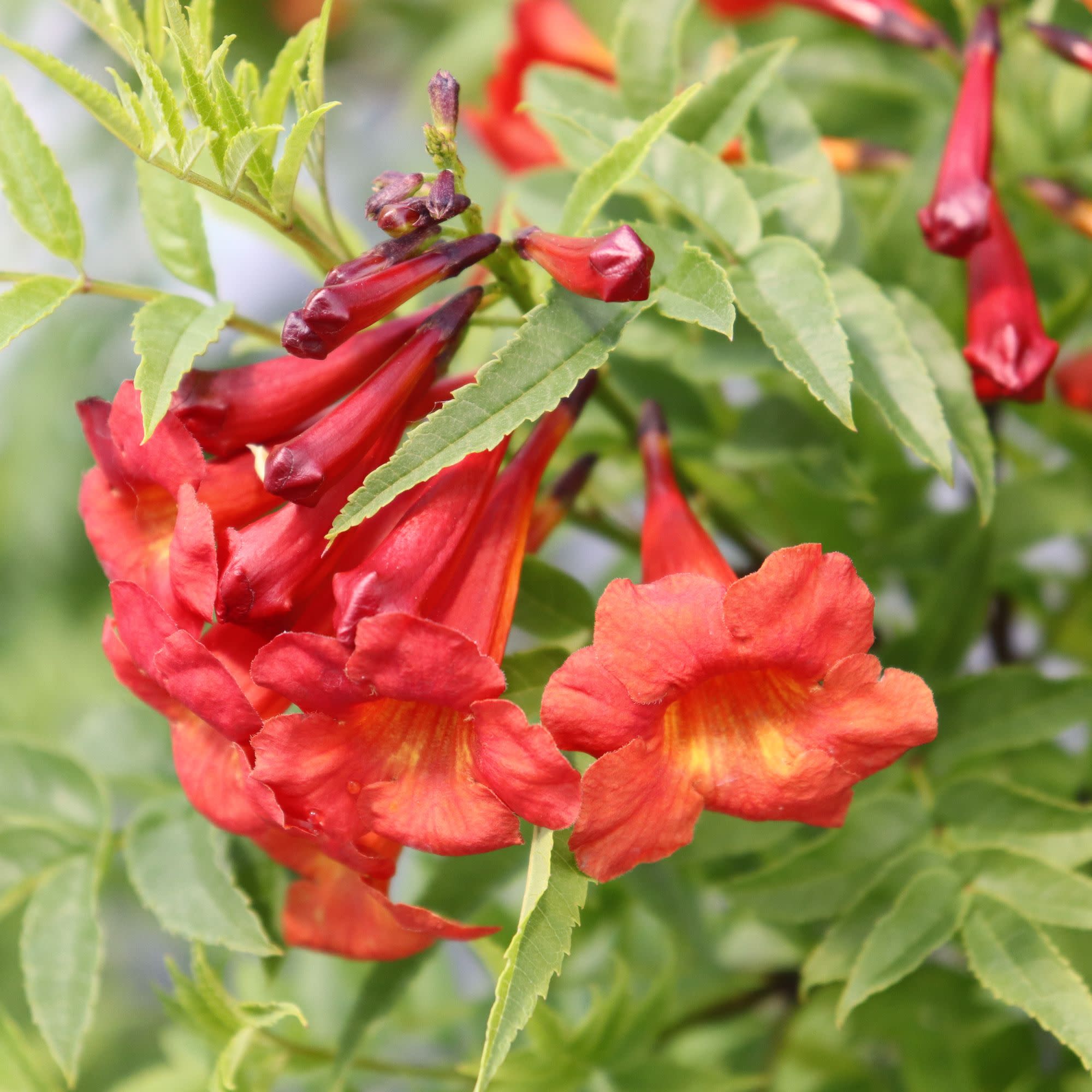 Esperanza | Chicklet® Red | Proven Winners® Shrubs – Proven