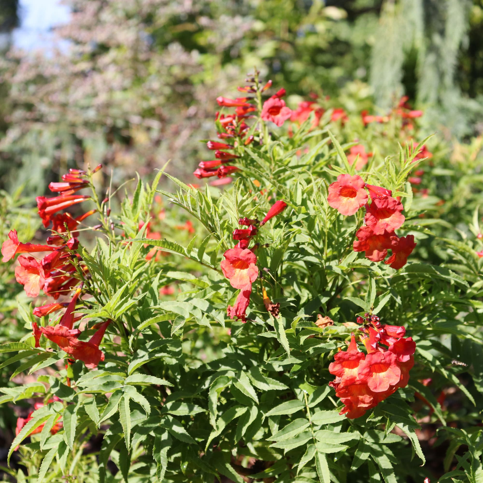 Esperanza | Chicklet® Red | Proven Winners® Shrubs – Proven