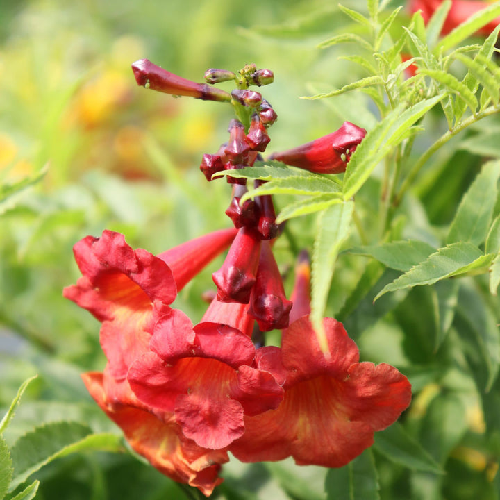 Esperanza | Chicklet® Red | Proven Winners® Shrubs – Proven
