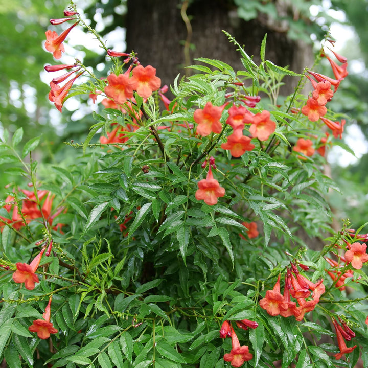 Chicklet® Red Esperanza (Tecoma stans)