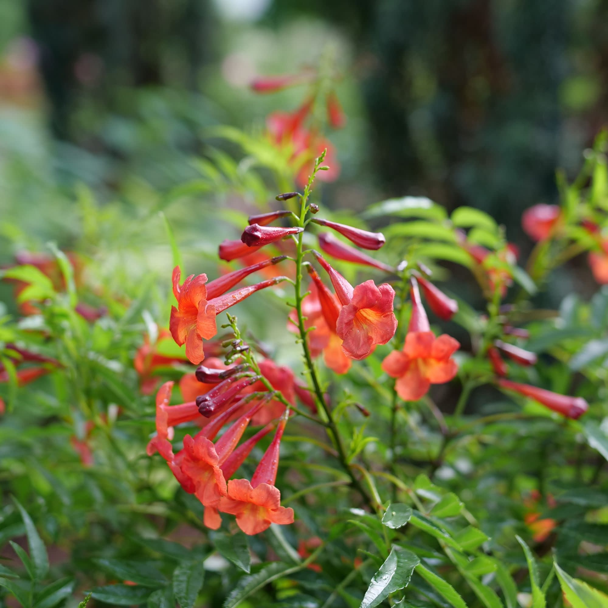 Esperanza | Chicklet® Red | Proven Winners® Shrubs – Proven