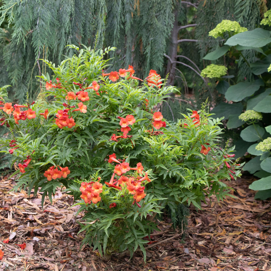 Chicklet® Red Esperanza (Tecoma stans)