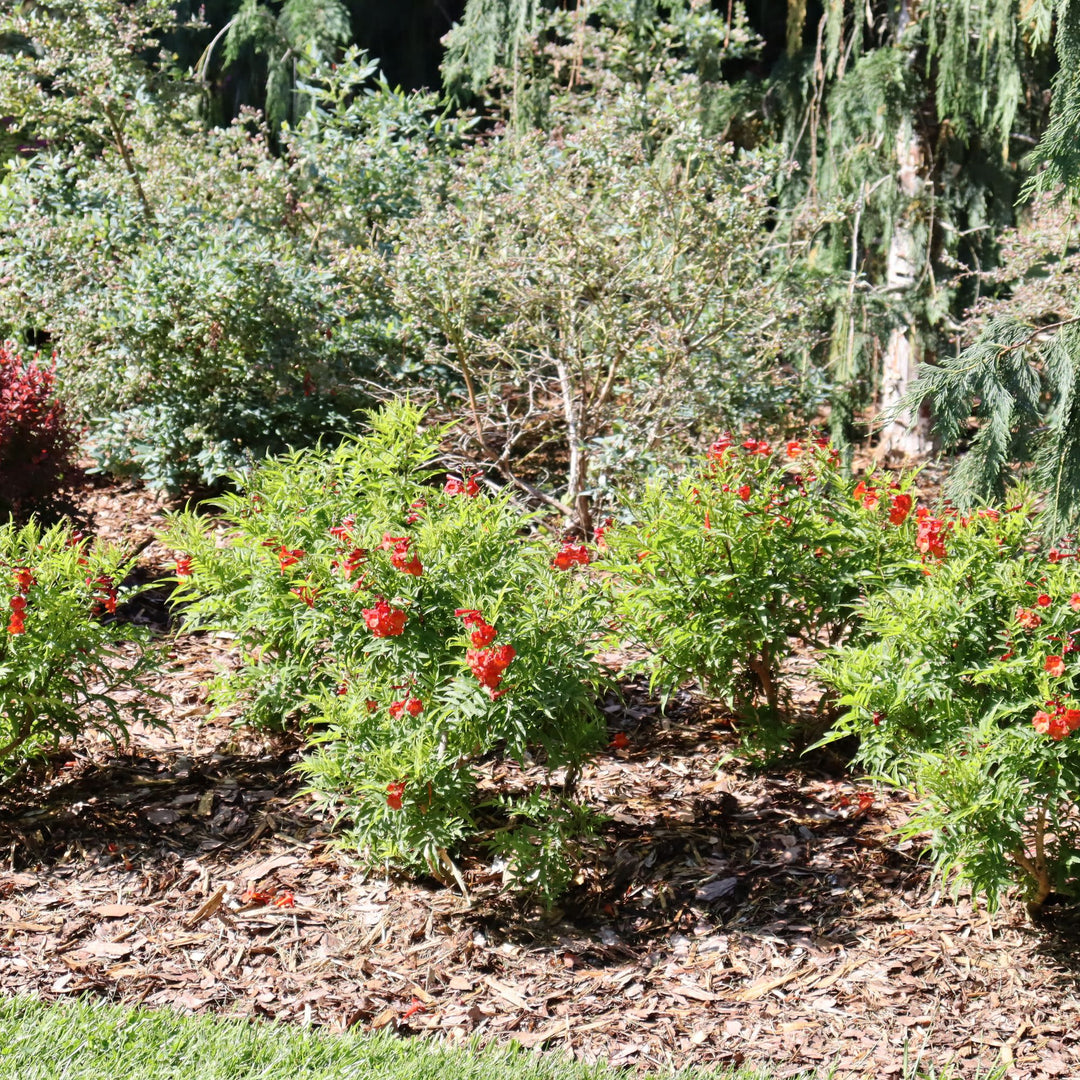 Esperanza | Chicklet® Red | Proven Winners® Shrubs – Proven