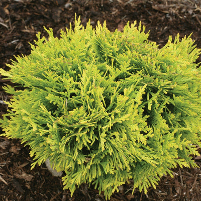 Anna's Magic Ball Anna's Magic Ball Arborvitae in focus.