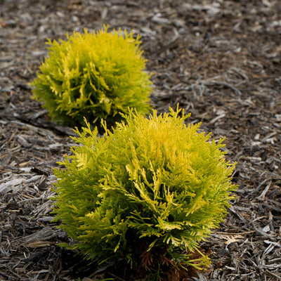 Anna's Magic Ball Anna's Magic Ball Arborvitae in focus.