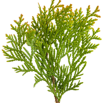 Anna's Magic Ball® Arborvitae (Thuja occidentalis)