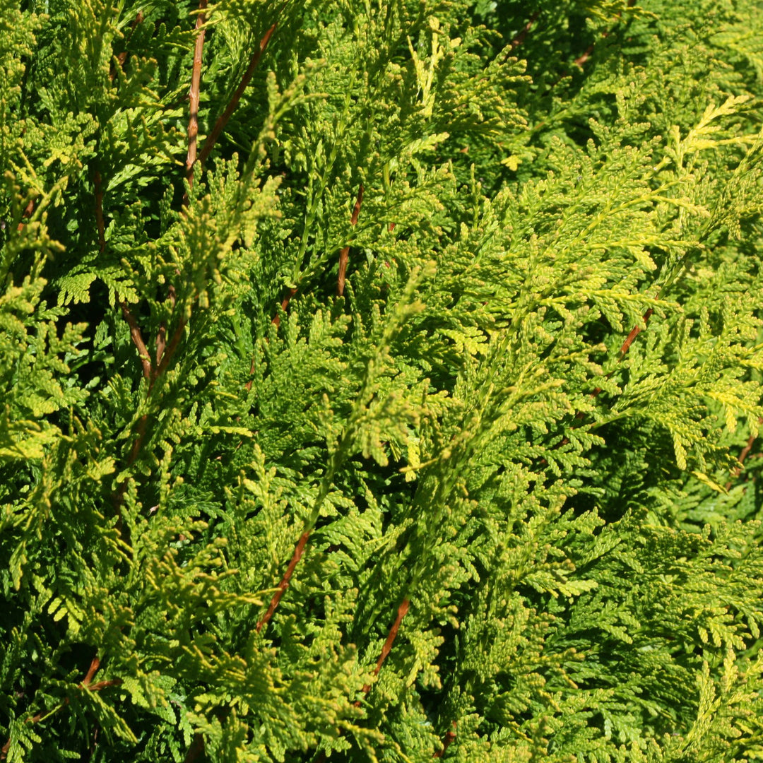 Arborvitae | Polar Gold® | Proven Winners® Shrubs – Proven Winners