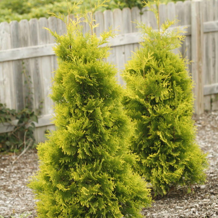 Polar Gold® Arborvitae (Thuja occidentalis)