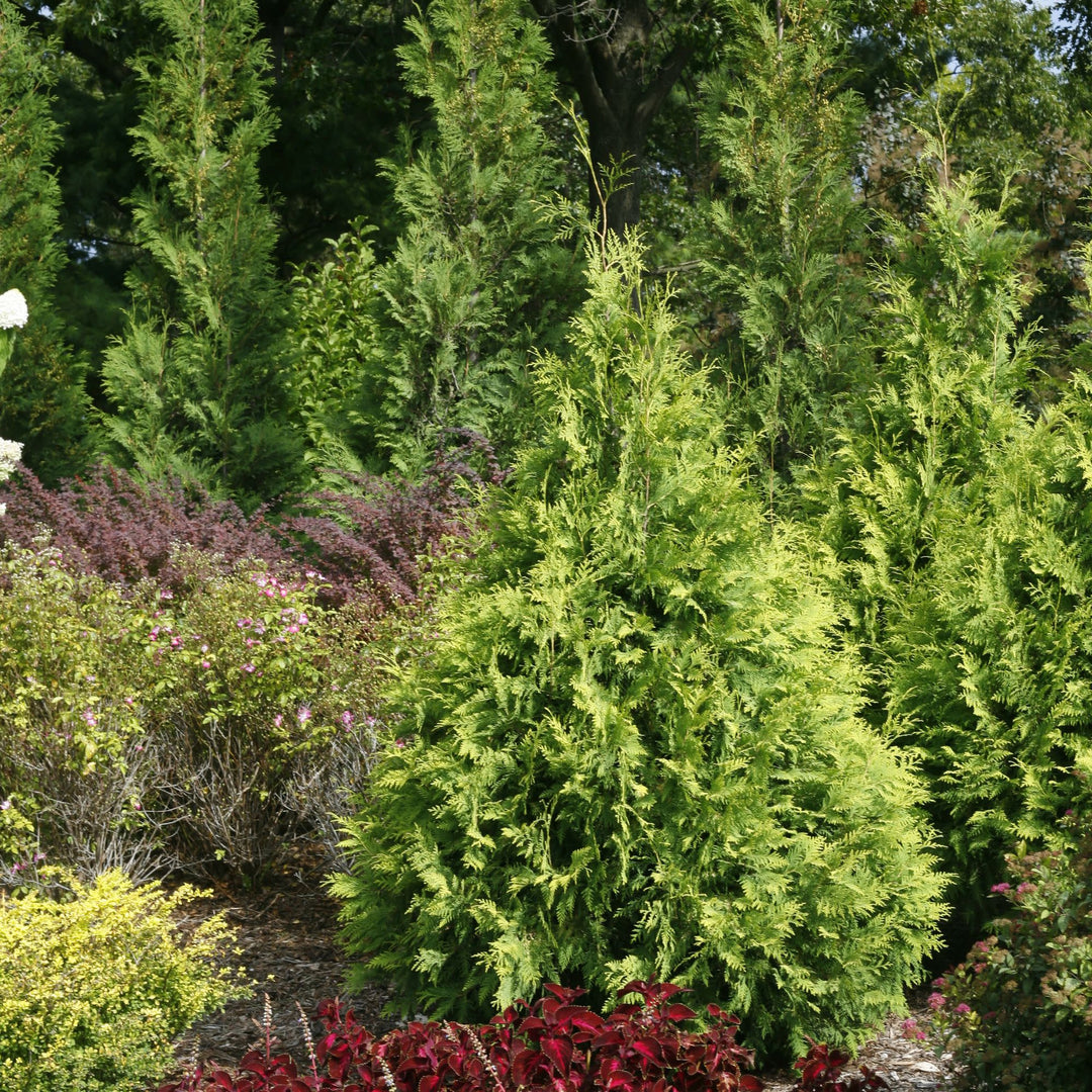 Polar Gold® Arborvitae (Thuja occidentalis)