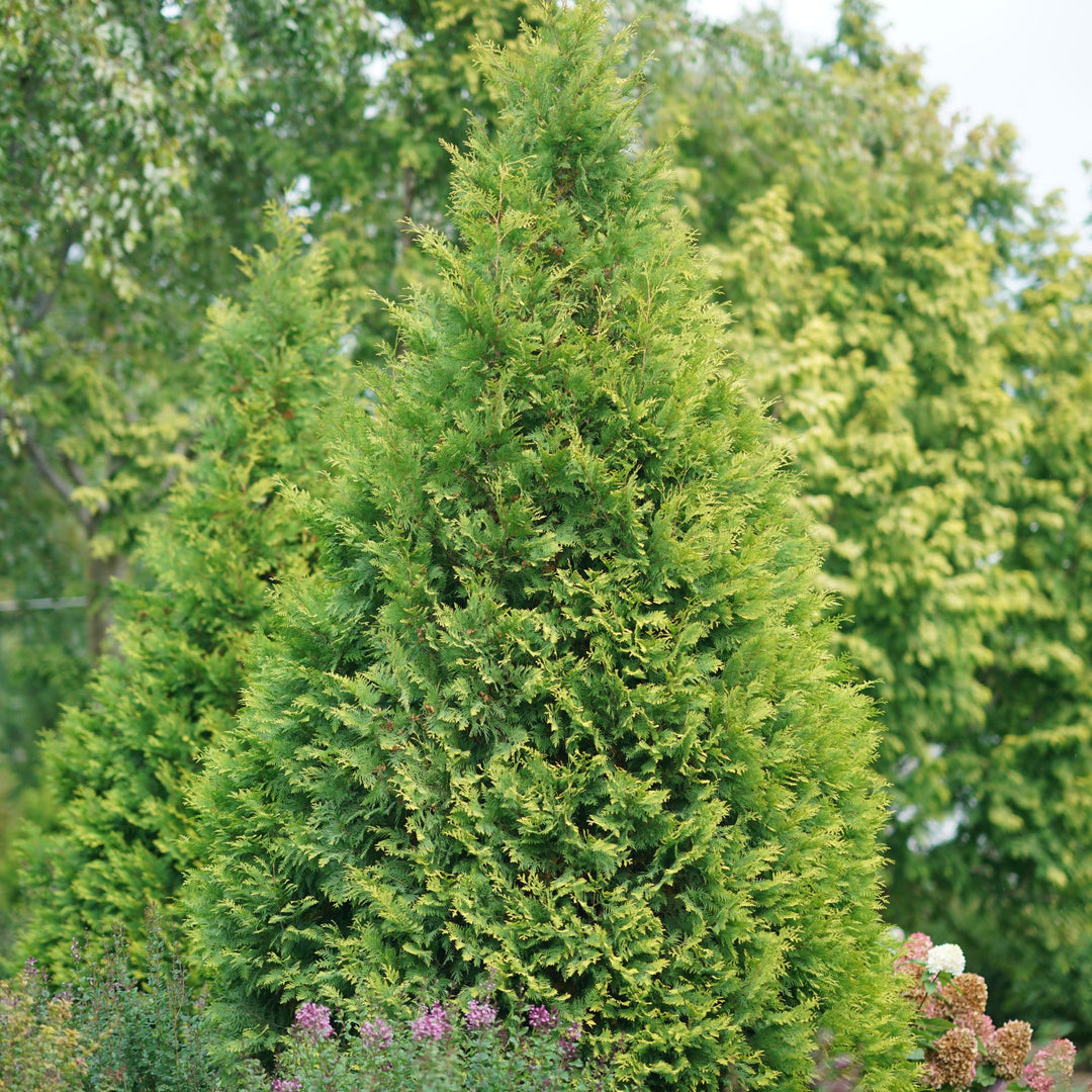 Polar Gold® Arborvitae (Thuja occidentalis)