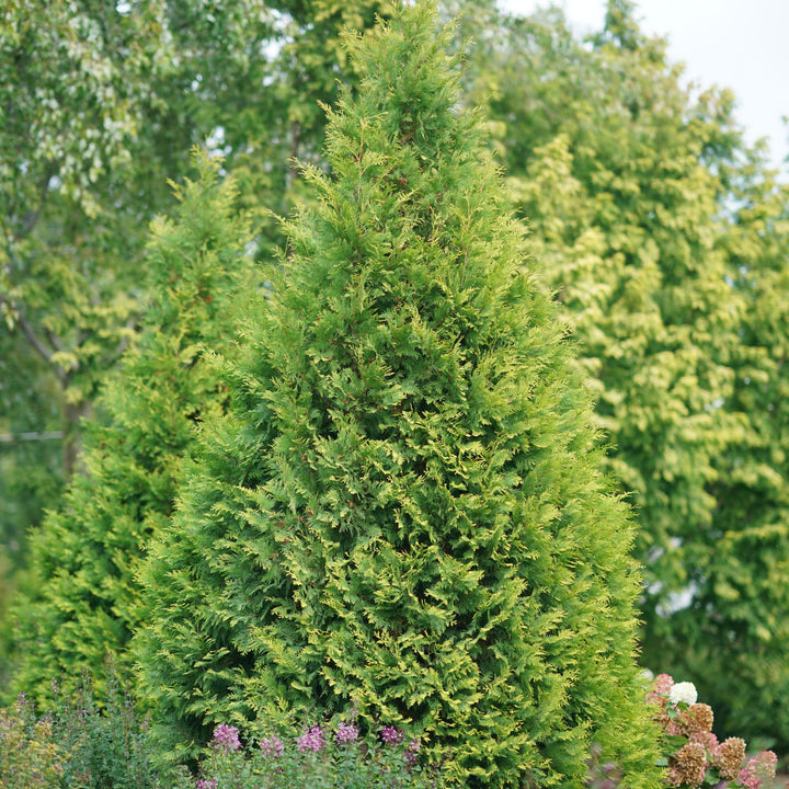Polar Gold® Arborvitae (Thuja occidentalis)
